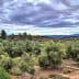 A view of a lush olive grove with numerous olive trees under a cloudy sky. - Olive Oil Times