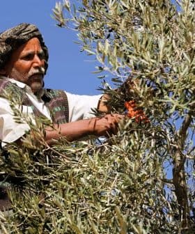 A man wearing traditional clothing harvesting olives from a tree using pruning shears. - Olive Oil Times