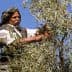 A man wearing traditional clothing harvesting olives from a tree using pruning shears. - Olive Oil Times