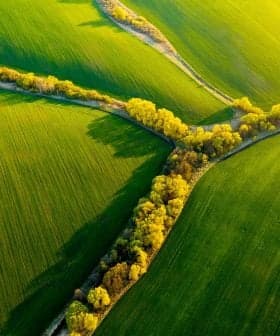Aerial view of lush green fields intersected by a narrow tree-lined path. - Olive Oil Times