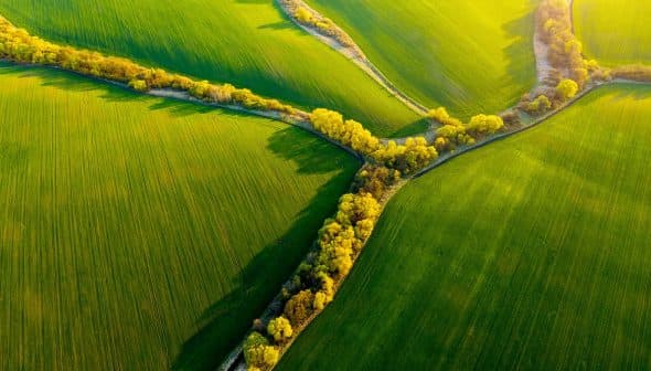 Aerial view of lush green fields intersected by a narrow tree-lined path. - Olive Oil Times