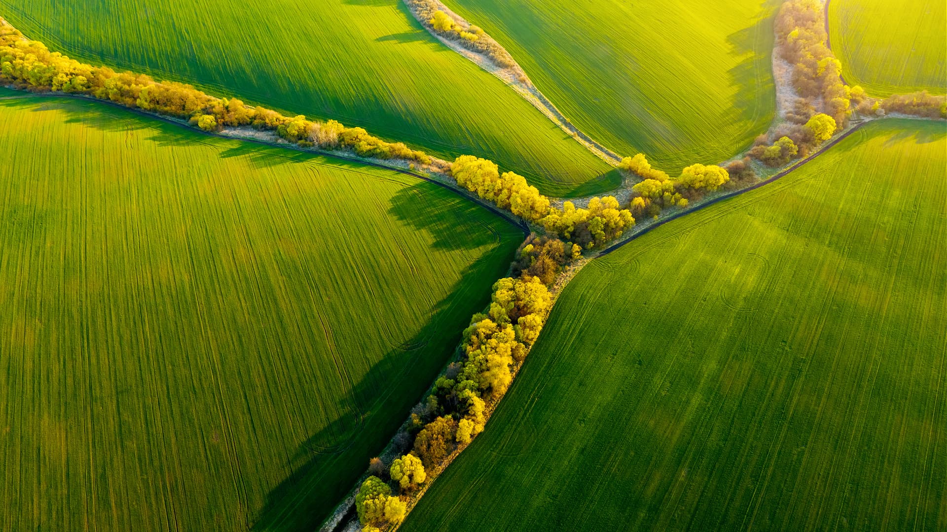 Aerial view of lush green fields intersected by a narrow tree-lined path. - Olive Oil Times