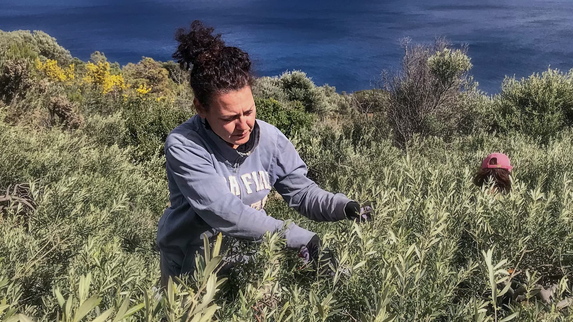 Safeguarding Unique Olive Farming Traditions on Italy's Pantelleria Island  - Olive Oil Times, image size:1920x1080