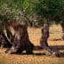 Group of olive trees with thick, gnarled trunks in a field. - Olive Oil Times
