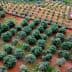 Aerial view of a lush olive grove with evenly spaced olive trees and red soil. - Olive Oil Times