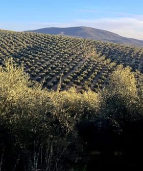 Expansive olive tree fields on rolling hills under a clear sky. - Olive Oil Times