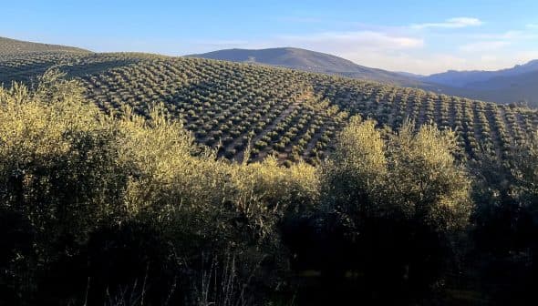 Expansive olive tree fields on rolling hills under a clear sky. - Olive Oil Times