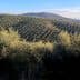 Expansive olive tree fields on rolling hills under a clear sky. - Olive Oil Times