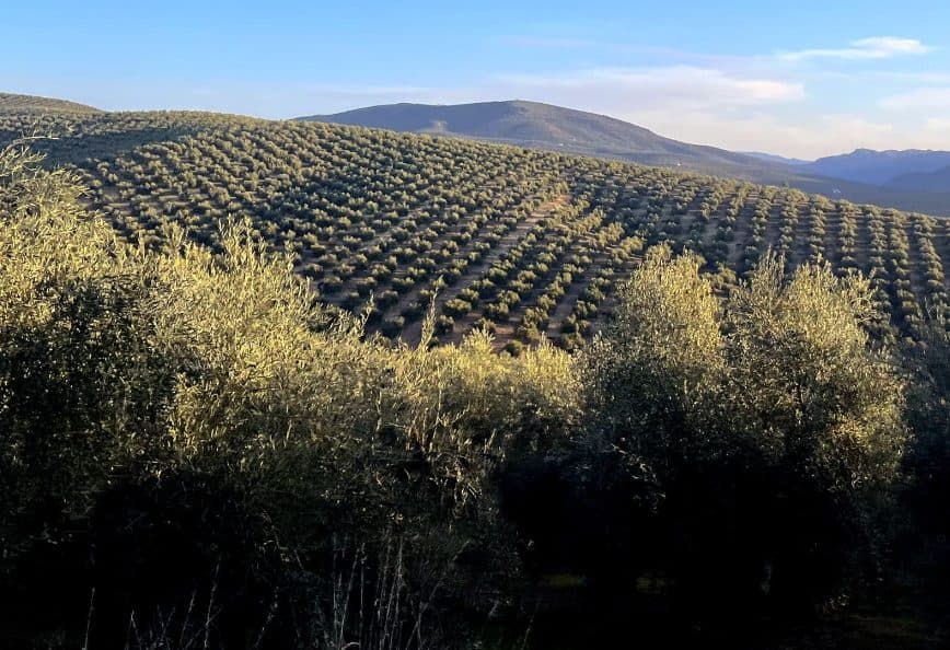 Expansive olive tree fields on rolling hills under a clear sky. - Olive Oil Times