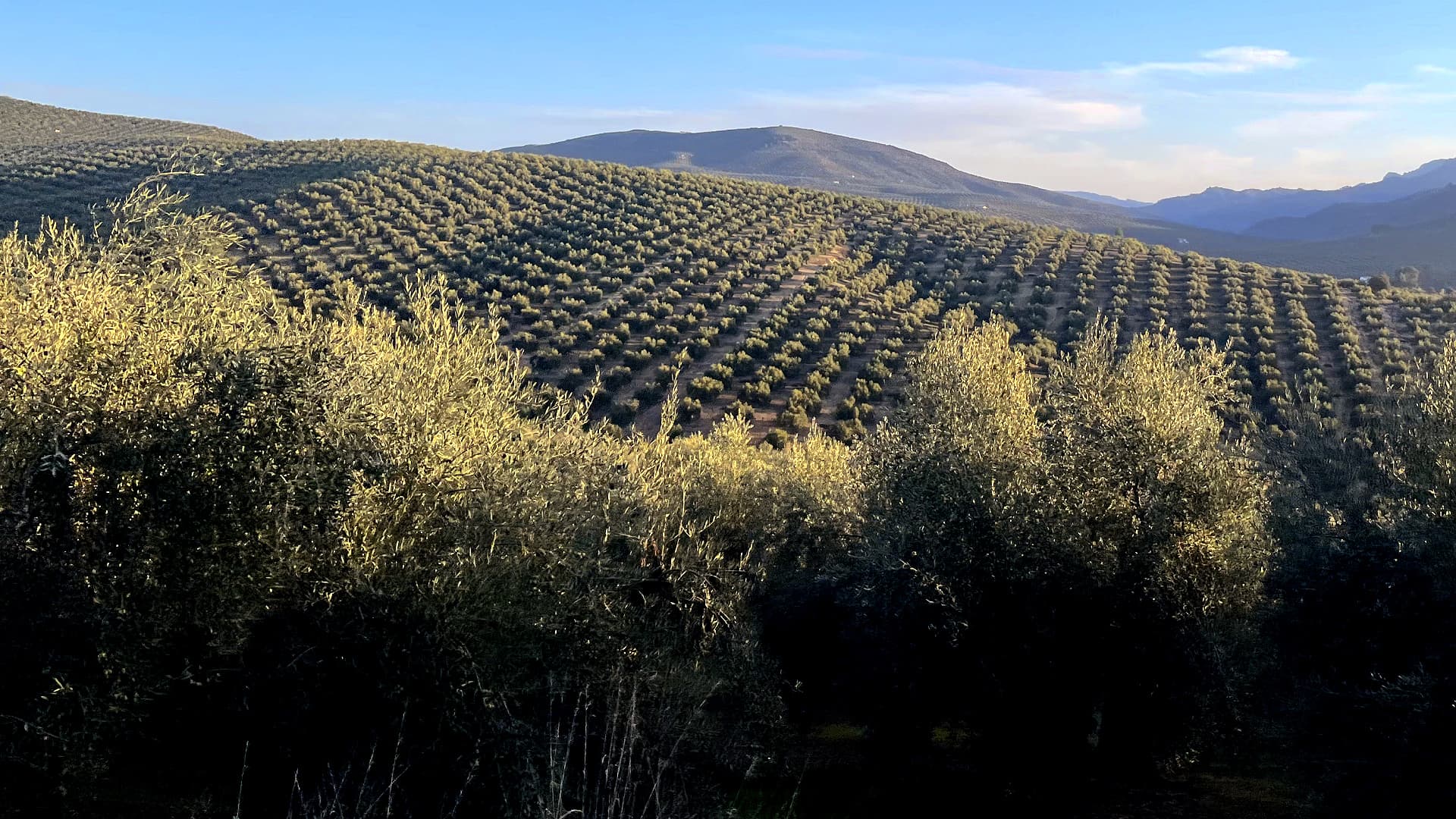 Early Data Points to Weaker Olive Oil Production Across Andalusia