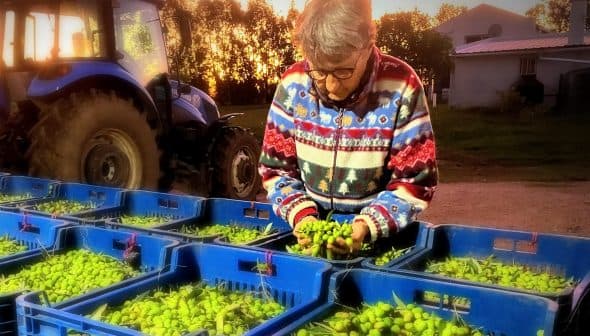 Individual sorting green olives in blue baskets on a farm with a tractor in the background. - Olive Oil Times