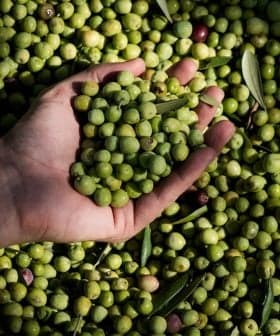 A hand holding a handful of green olives above a larger pile of olives on the ground. - Olive Oil Times