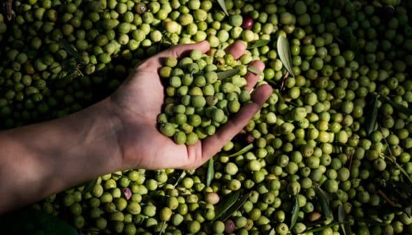 A hand holding a handful of green olives above a larger pile of olives on the ground. - Olive Oil Times
