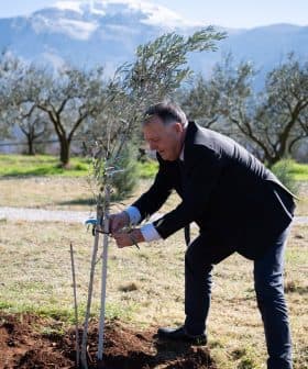 A man in a suit planting an olive tree in a field with mountains in the background. - Olive Oil Times