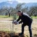 A man in a suit planting an olive tree in a field with mountains in the background. - Olive Oil Times