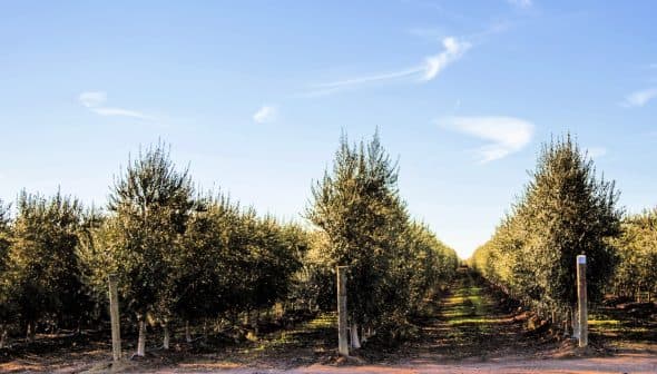 Pathway through rows of olive trees in an orchard under a clear blue sky. - Olive Oil Times
