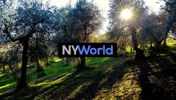 Olive trees in a grove with sunlight filtering through the branches. - Olive Oil Times