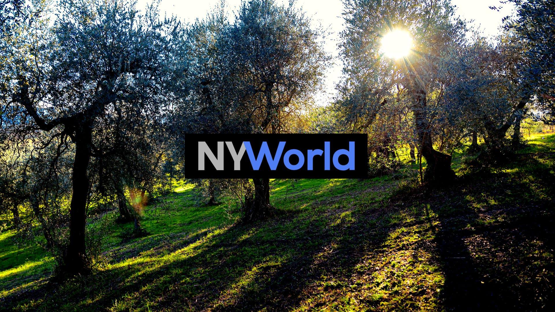 Olive trees in a grove with sunlight filtering through the branches. - Olive Oil Times