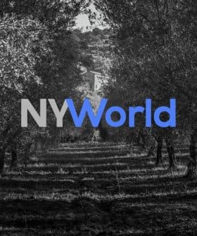 Black and white image of an olive grove with the NYWorld logo overlayed in blue and gray. - Olive Oil Times