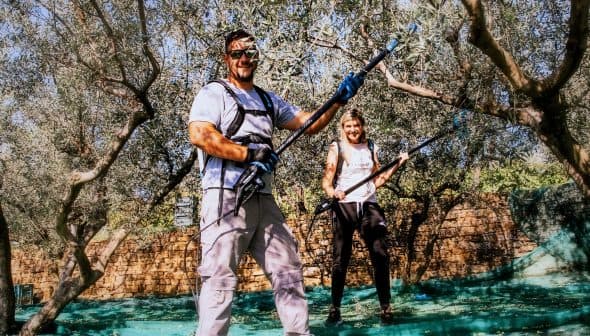 The Morgan family harvesting olive trees with mechanical rakes