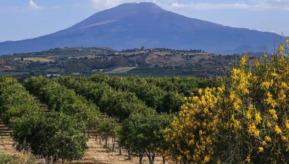 Citrus orchard with rows of trees and a mountain in the background under a clear sky. - Olive Oil Times
