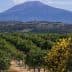 Citrus orchard with rows of trees and a mountain in the background under a clear sky. - Olive Oil Times