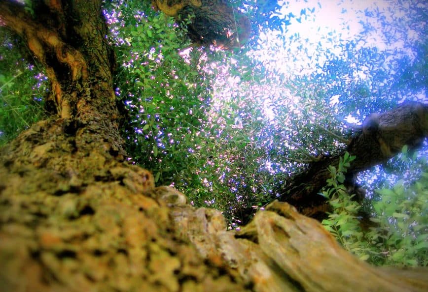 View of a tree canopy from the ground, showing branches and leaves against the sky. - Olive Oil Times