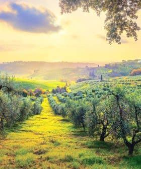 Olive trees in a landscape with rolling hills and a sunset sky in the background. - Olive Oil Times