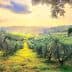 Olive trees in a landscape with rolling hills and a sunset sky in the background. - Olive Oil Times