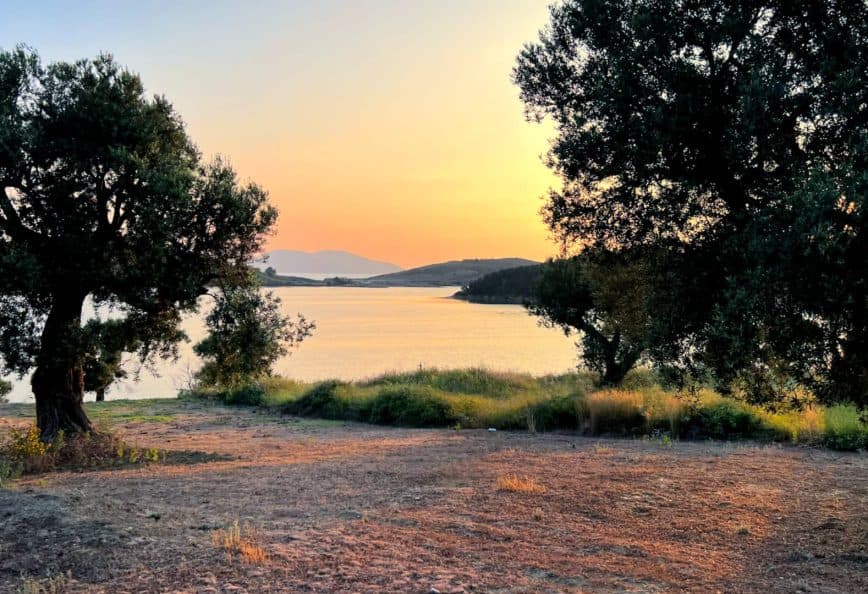 An olive grove at sunset in Albania