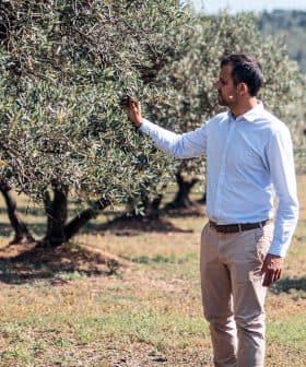 A man in a light blue shirt and beige pants is standing in an olive grove, gently touching the leaves of an olive tree. The background features rows of trees and a hilly landscape under a clear sky.