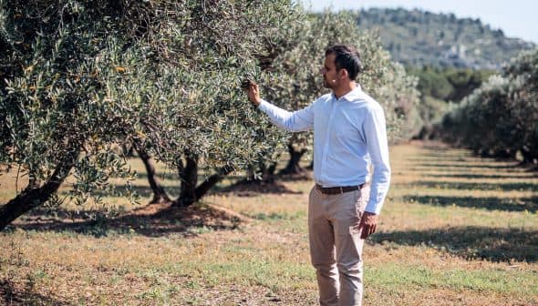A man in a light blue shirt and beige pants is standing in an olive grove, gently touching the leaves of an olive tree. The background features rows of trees and a hilly landscape under a clear sky.