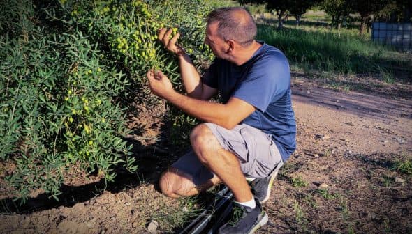 A man crouching beside an olive tree, inspecting the olives on the branches. - Olive Oil Times