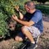 A man crouching beside an olive tree, inspecting the olives on the branches. - Olive Oil Times