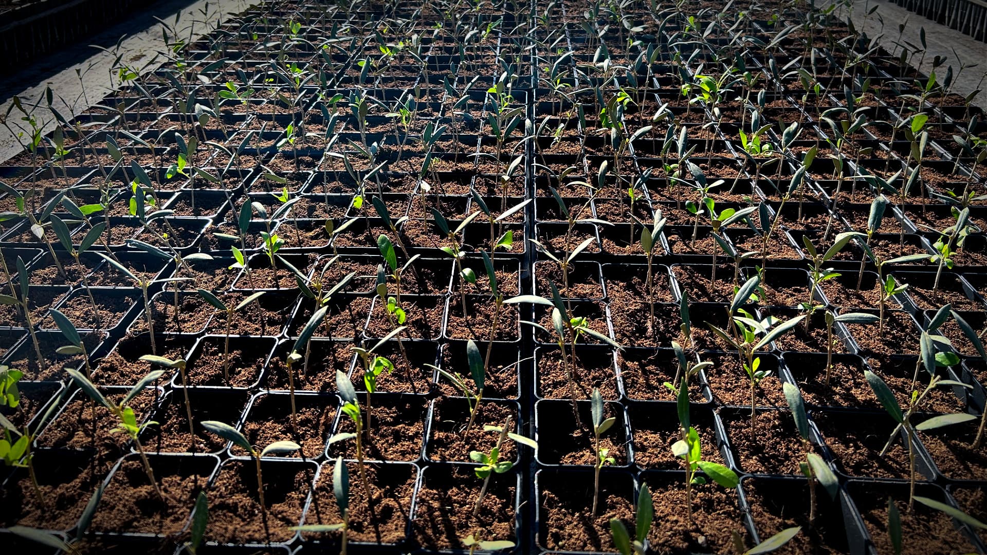 Climate Pressures Drive Search for New Olive Varieties Suited to Modern Groves