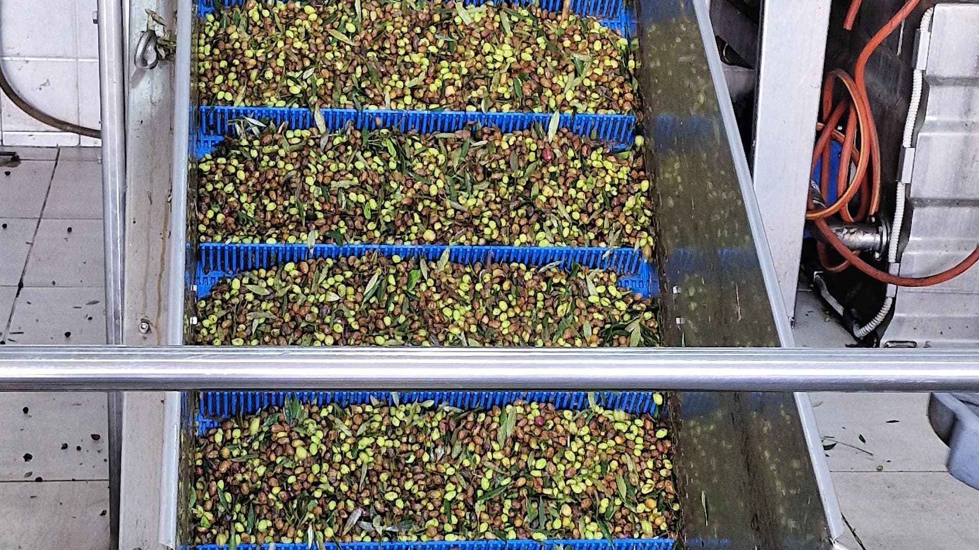 Greek Olive Growers Face Sharp Declines as Pests Ravage Harvest