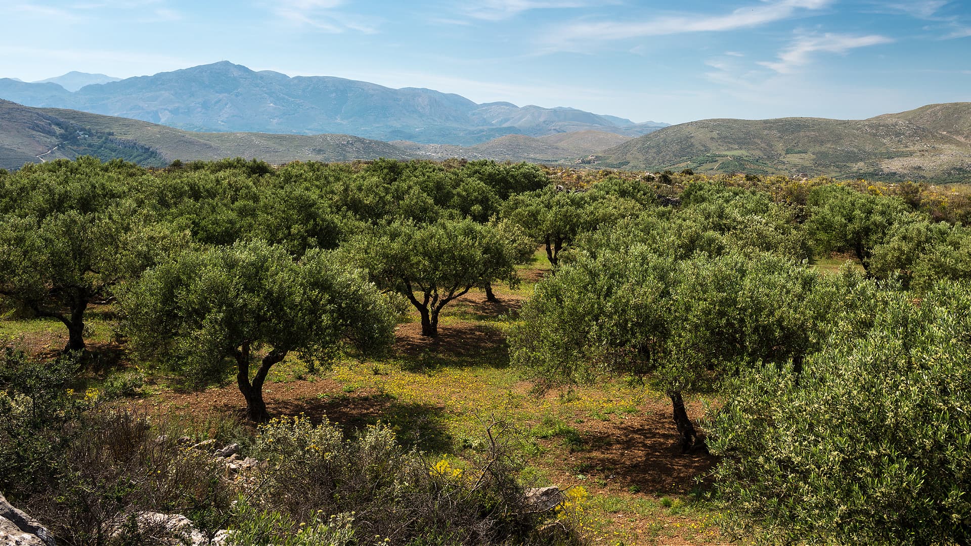 USDA Forecasts Modest Decline in EU Olive Oil Production