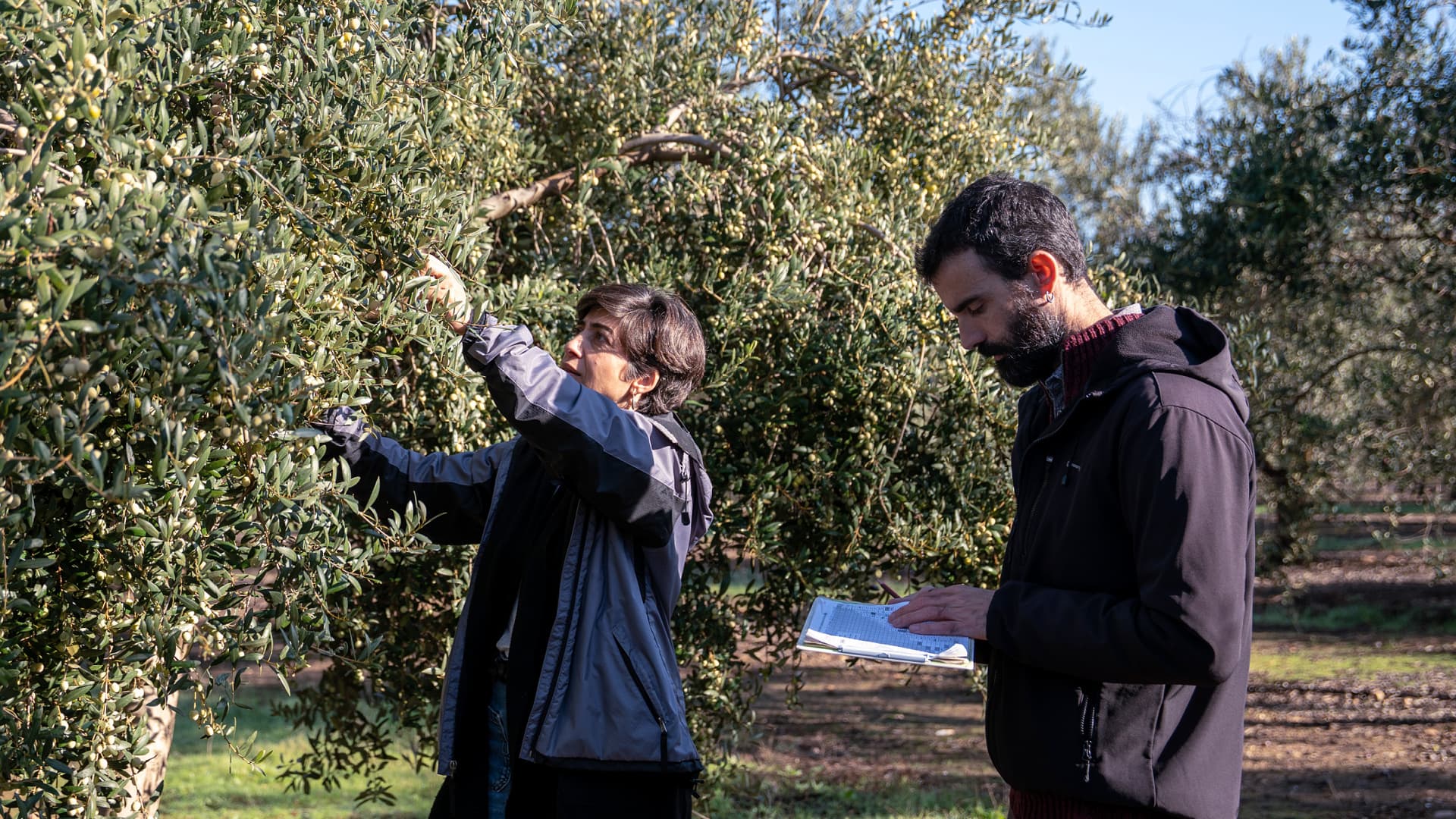 Svalbard Seed Vault to Receive First Olive Seeds in Bid to Protect Genetic Diversity