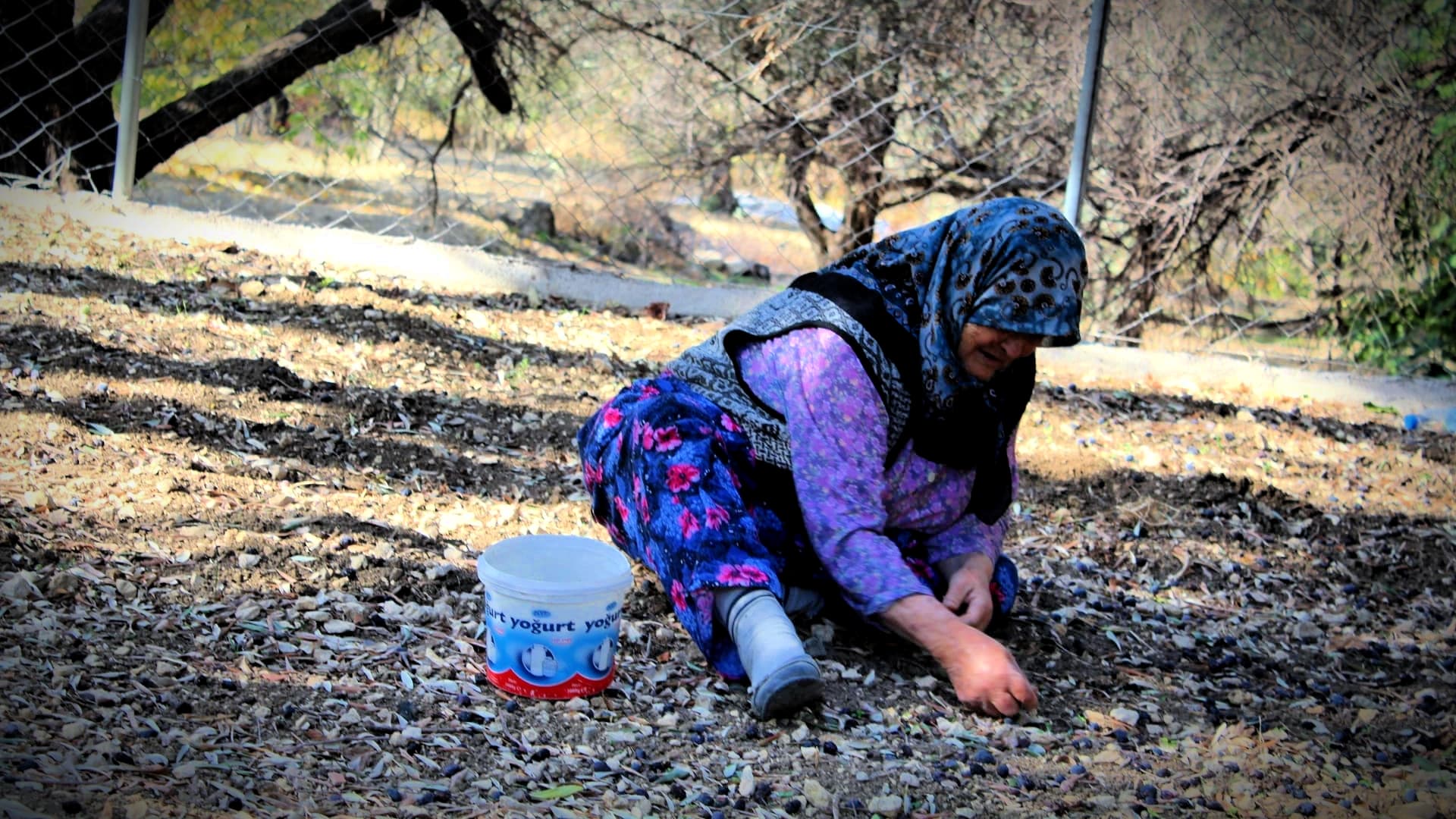 Students Use Podcast to Preserve Heritage of Karaburun’s Date Olives