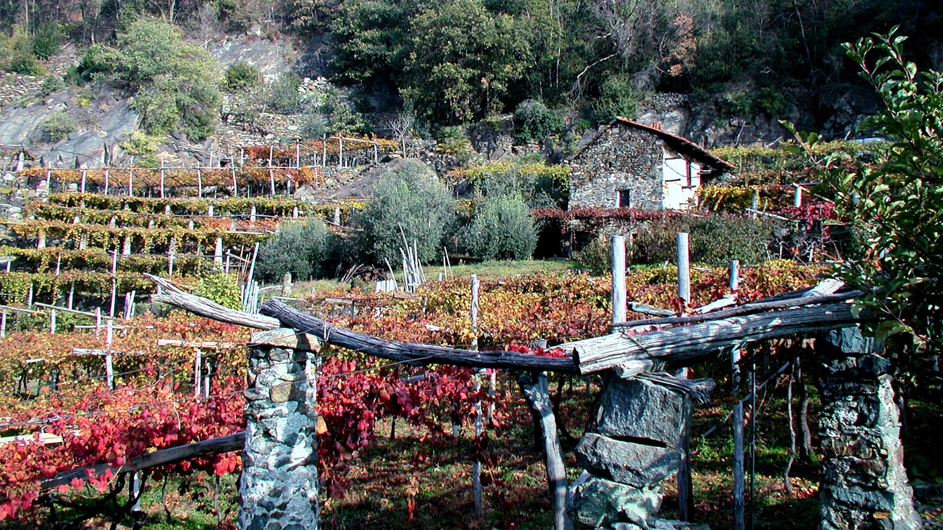 Olive Growing Returns to Italy’s Smallest Region