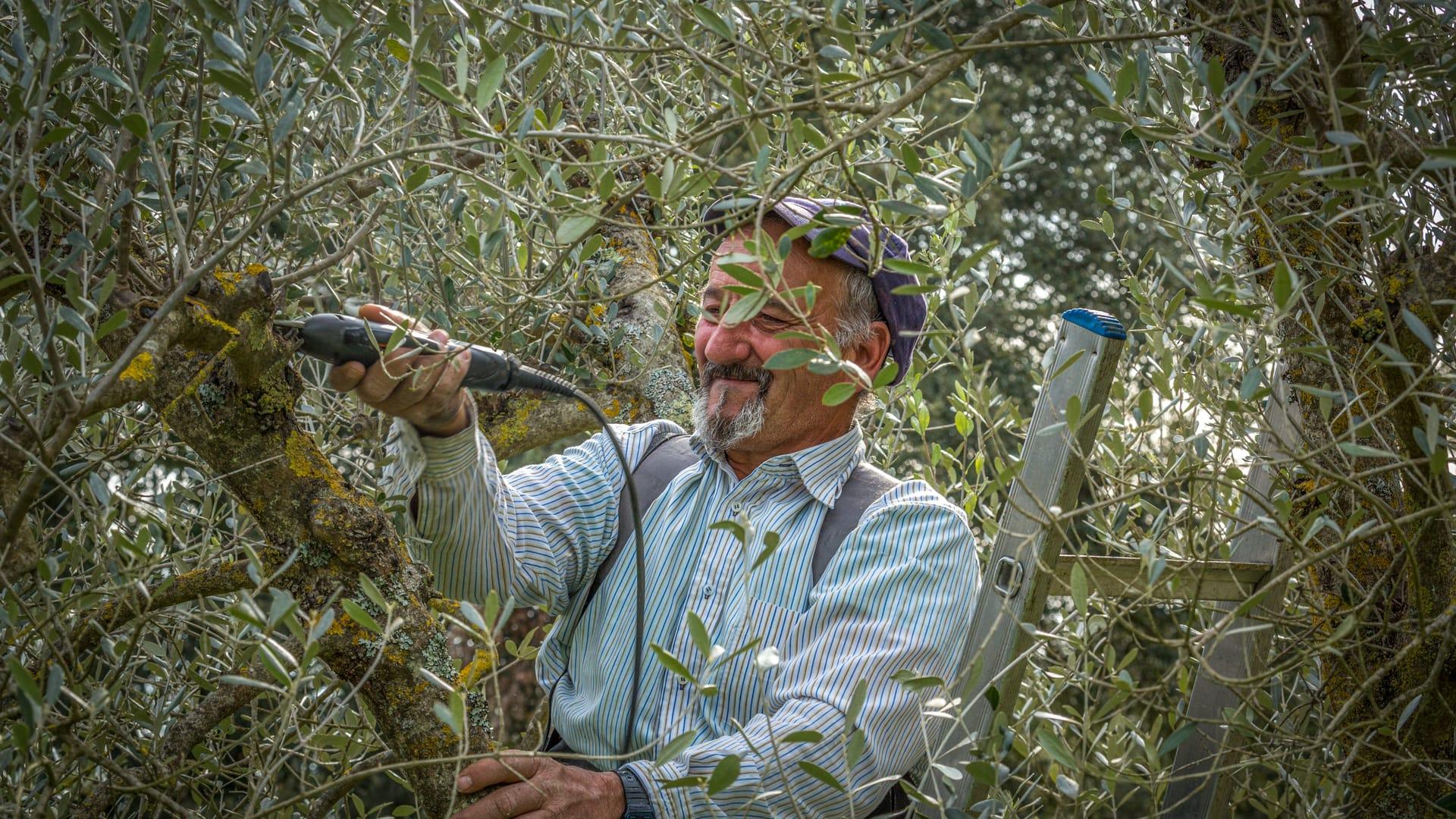 2026 NYIOOC Results Show Shifting Patterns in Global Olive Oil Quality