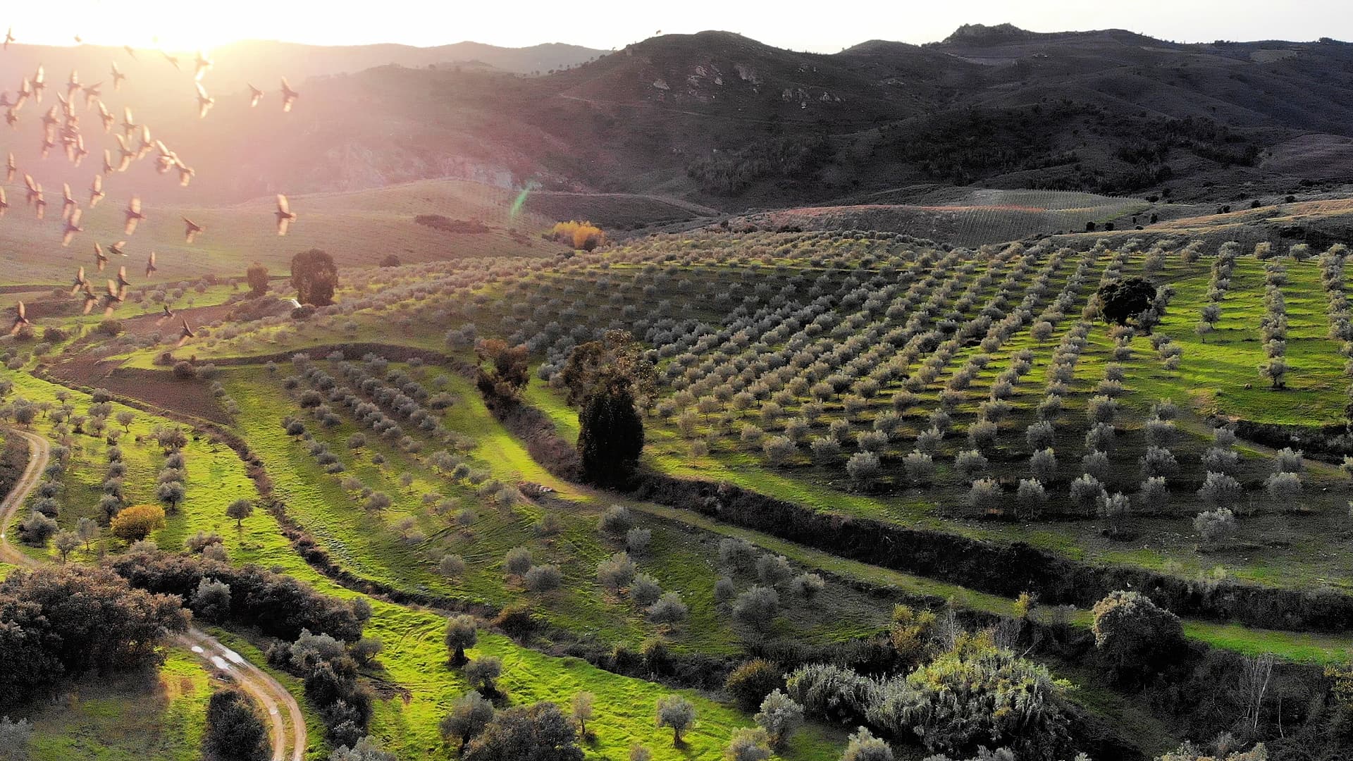 Portuguese Olive Oils Find New Path to U.S. Market