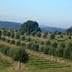 The groves of Uruguayan olive oil producer Finca Babieca