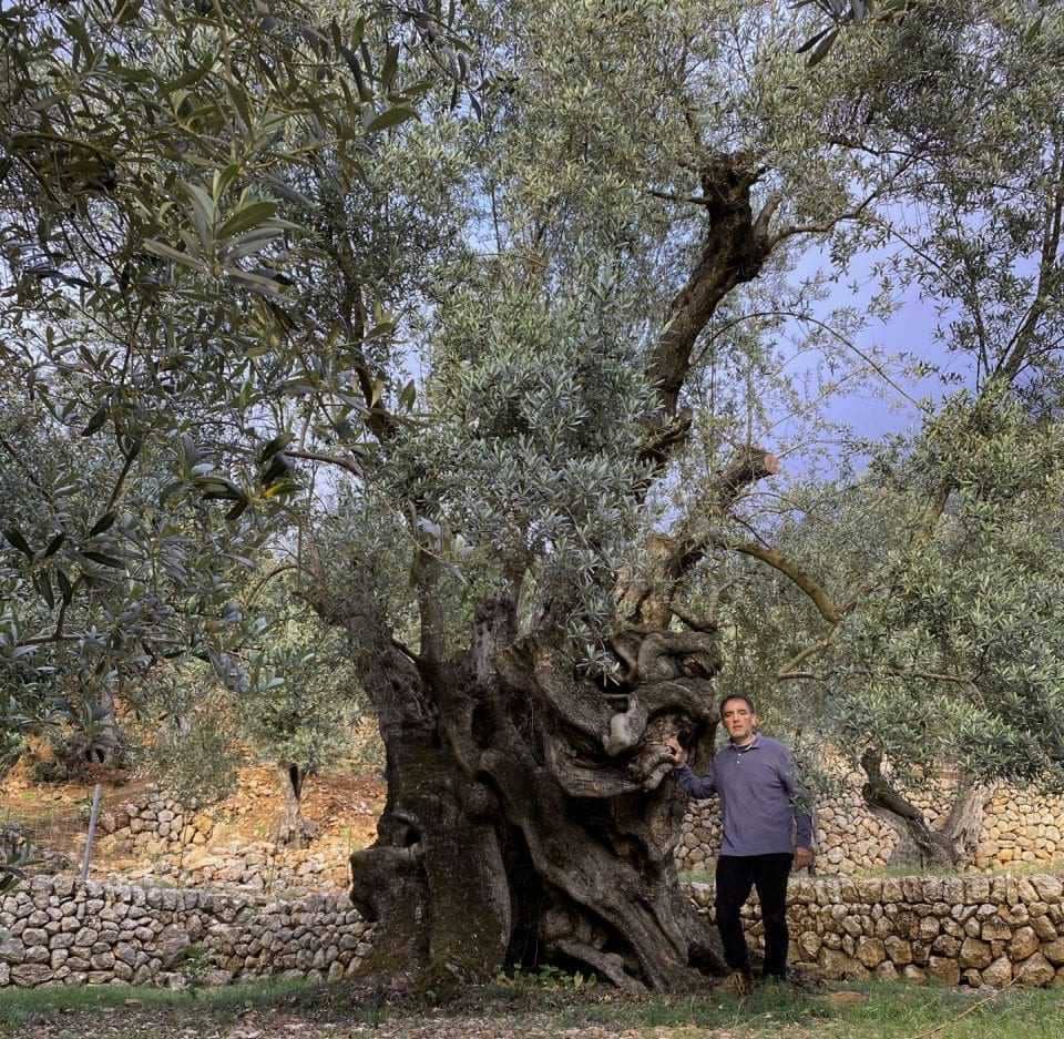 europa-briefs-haben-die-Invasion-und-Krankheit-Jahrtausend-Olivenbaum-überlebt-in-Spanien-Olivenöl-Zeiten-überlebt