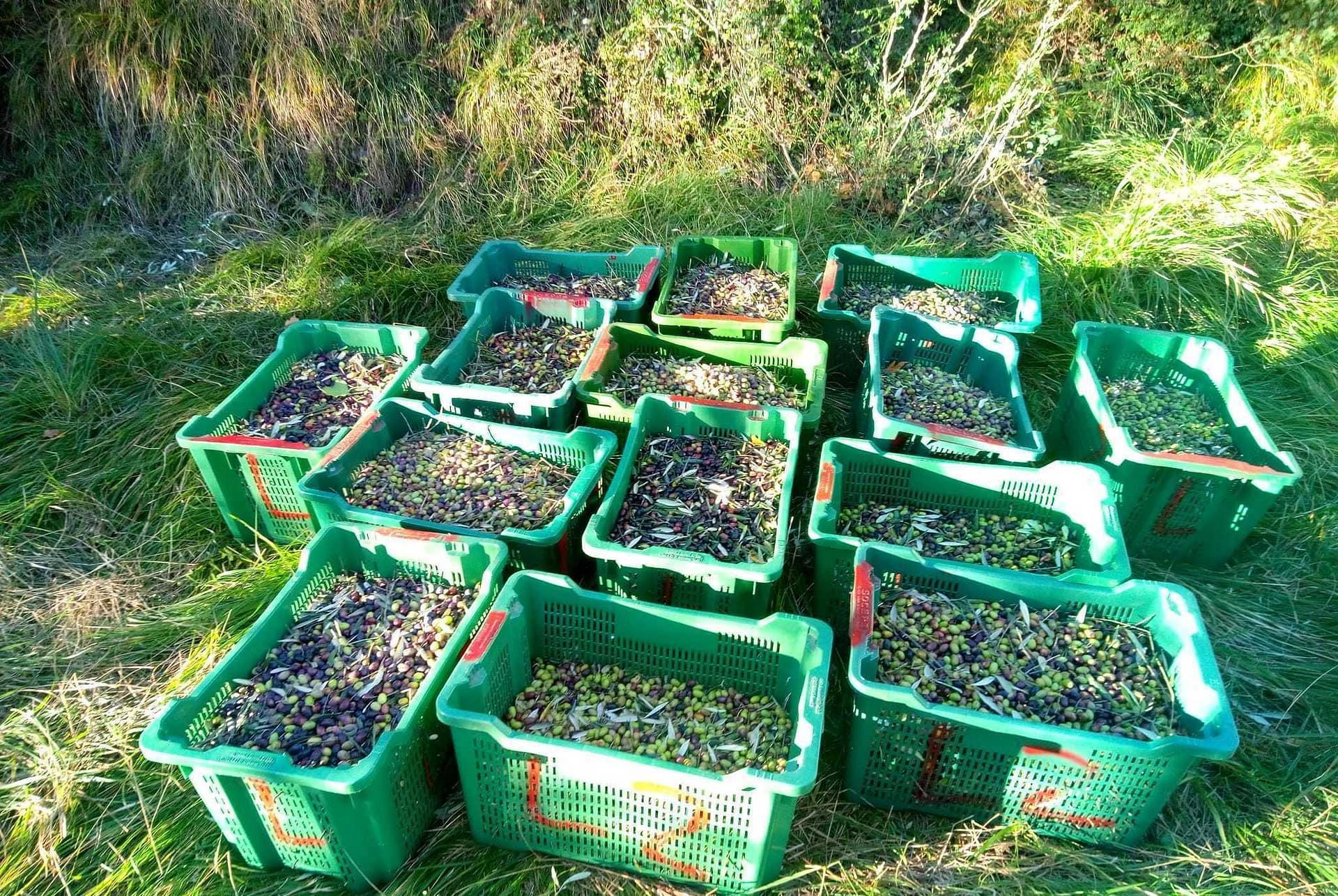 business-europe-production-world-on-shores-of-lake-garda-volunteers-harvest-abandoned-trees-for-charity-olive-oil-times