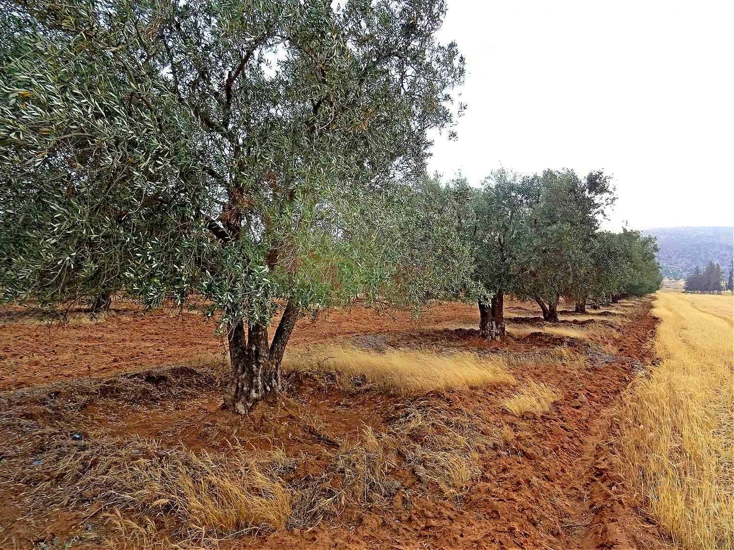 afrique-moyen-orient-entreprise-en-vue-de-relancer-les-exportations-algerie-plantes-millions-d'oliviers-huile-d'olive-fois