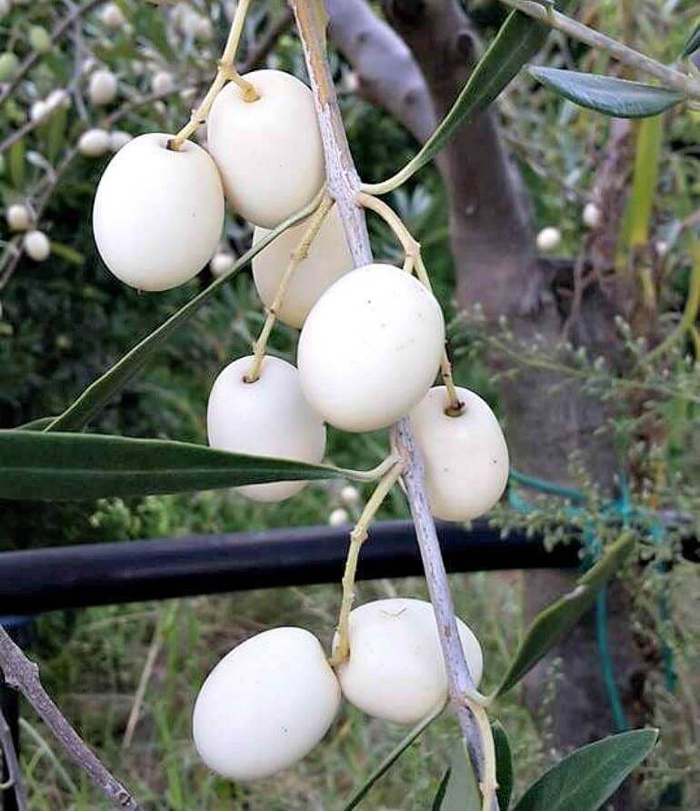 europe-varieties-production-new-efforts-to-promote-rare-white-olive-variety-in-calabria-olive-oil-times