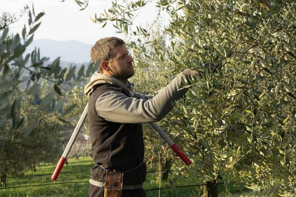 europe-competitions-the-best-olive-oils-fruitful-harvest-yields-record-year-for-slovenia-bosnia-and-herzegovina-olive-oil-times