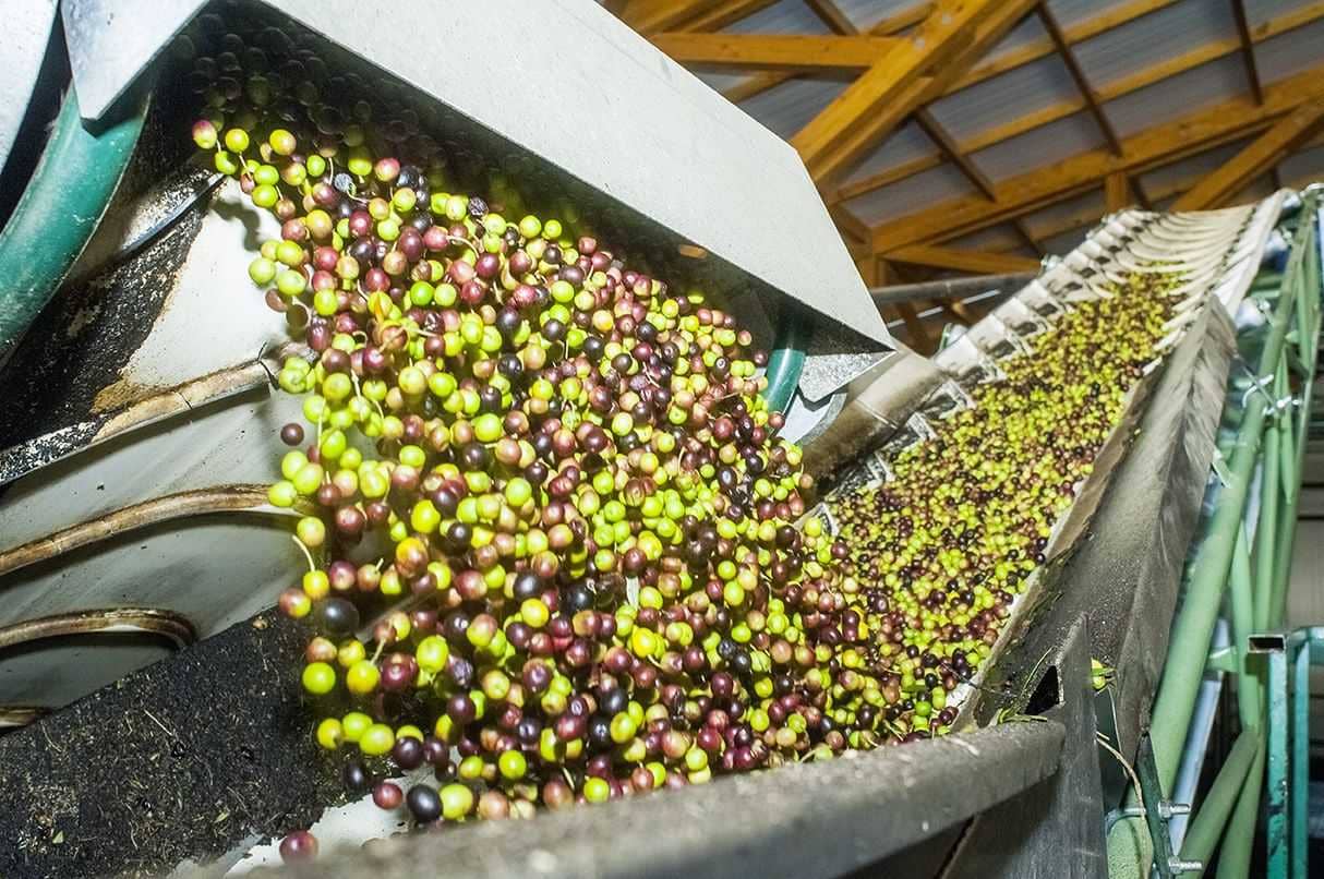 competitions-south-america-the-best-olive-oils-south-american-producers-celebrate-nyiooc-victories-after-tough-year-olive-oil-times