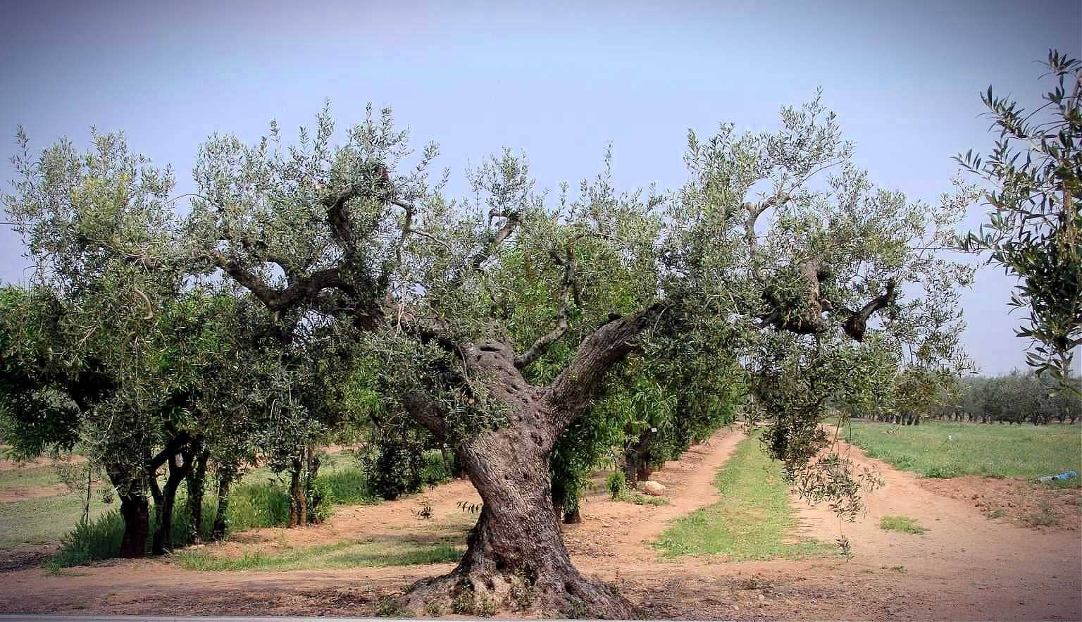 13 New Olive Varieties Discovered in Catalonia - Olive Oil Times